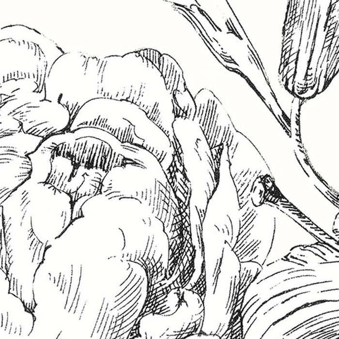 Vlies Fototapete | Flowerbed  | Größe 300 x 250 cm