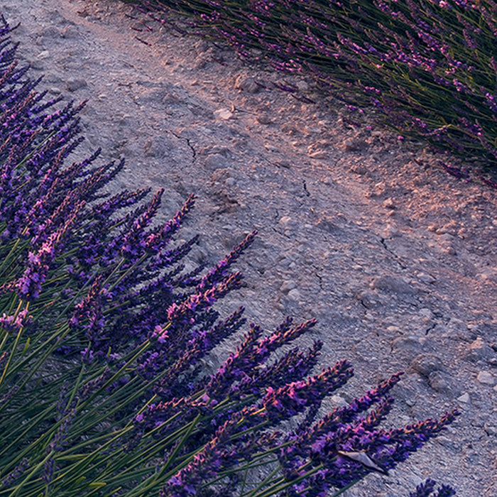 Komar | Vlies Fototapete | Lavender Dream | Größe 450 x 280 cm