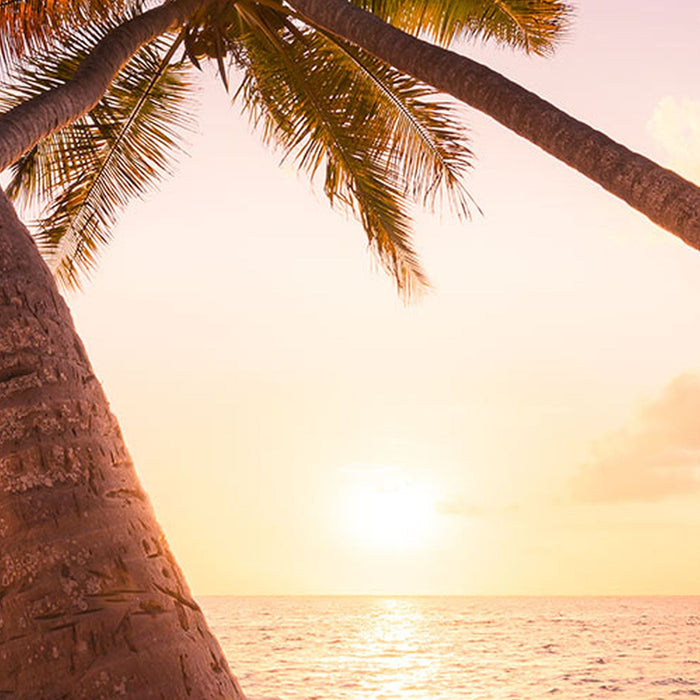 Vlies Fototapete | Reaching the Sun | Größe 400 x 250 cm