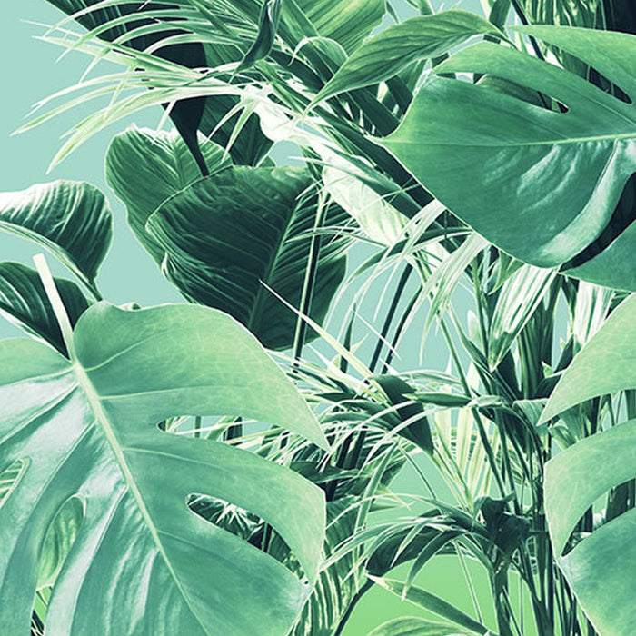 Vlies Fototapete | Evergreen | Größe 200 x 250 cm