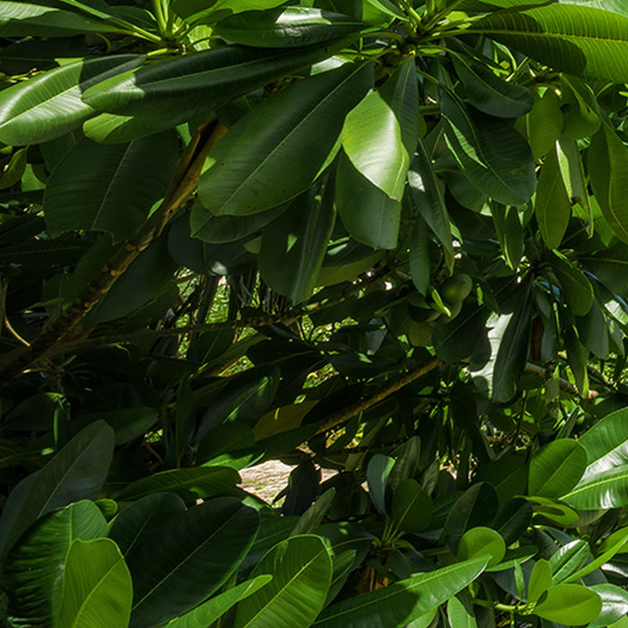 Komar | Vlies Fototapete | Cast Away Jungle  | Größe 450 x 280 cm