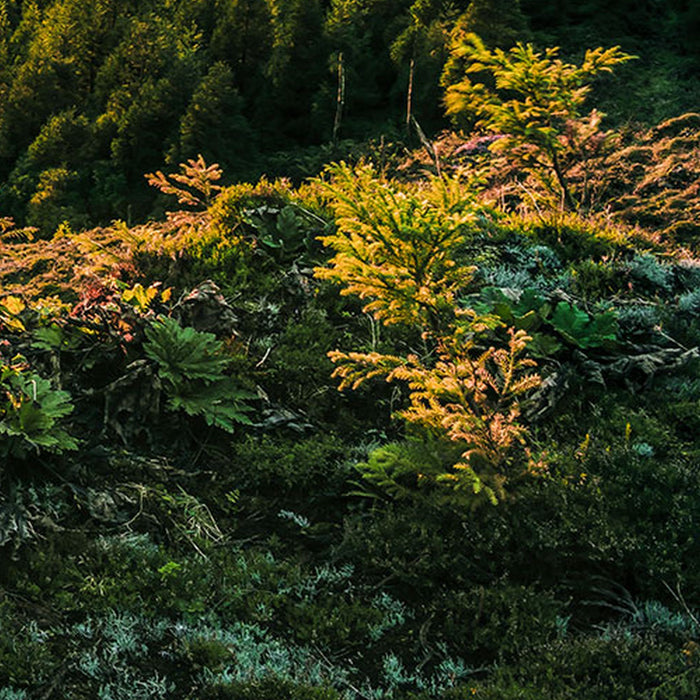 Komar | Vlies Fototapete | Paradise Island | Größe 400 x 250 cm