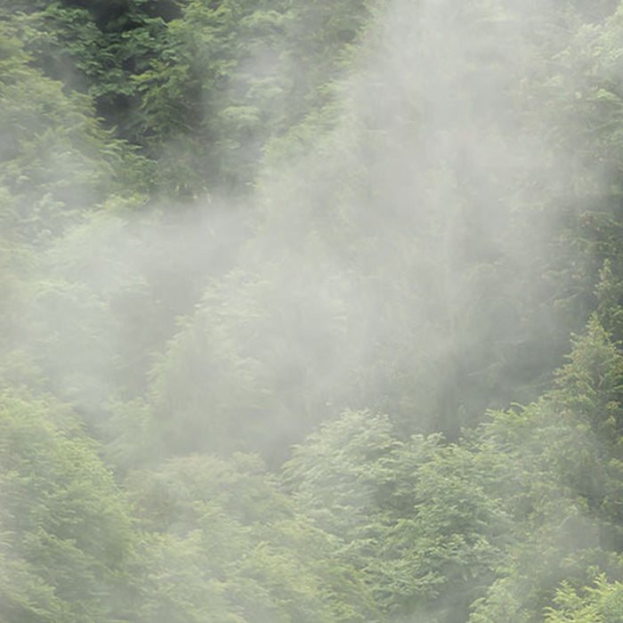 Komar | Vlies Fototapete | Forest Land | Größe 400 x 250 cm
