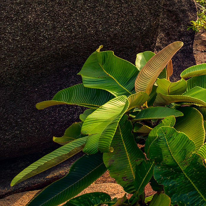 Komar | Vlies Fototapete | Garten der Versuchung | Größe 450 x 280 cm