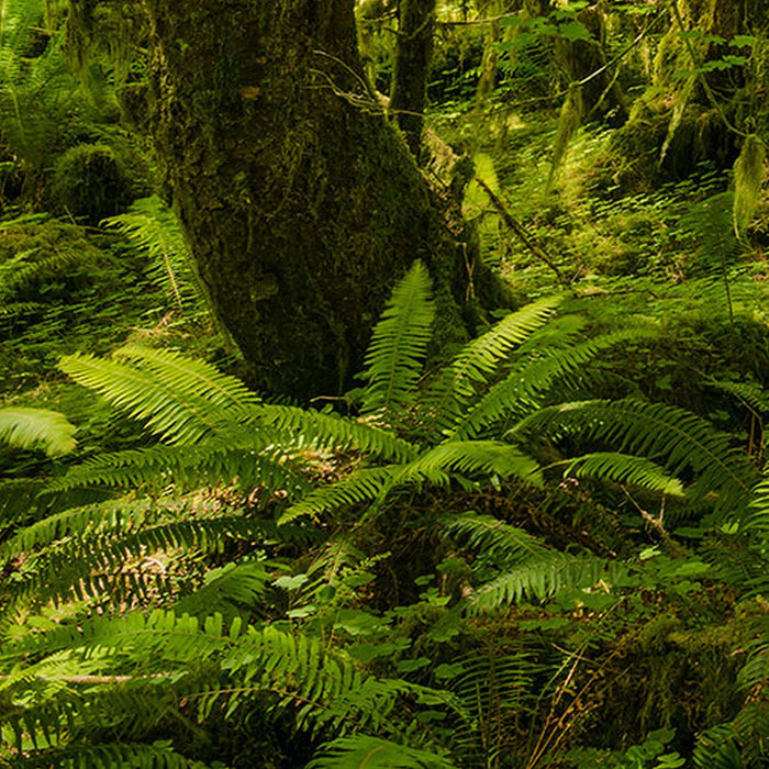 Vlies Fototapete | Ancient World | Größe 400 x 250 cm