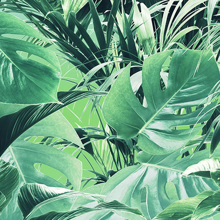 Vlies Fototapete | Evergreen | Größe 200 x 250 cm