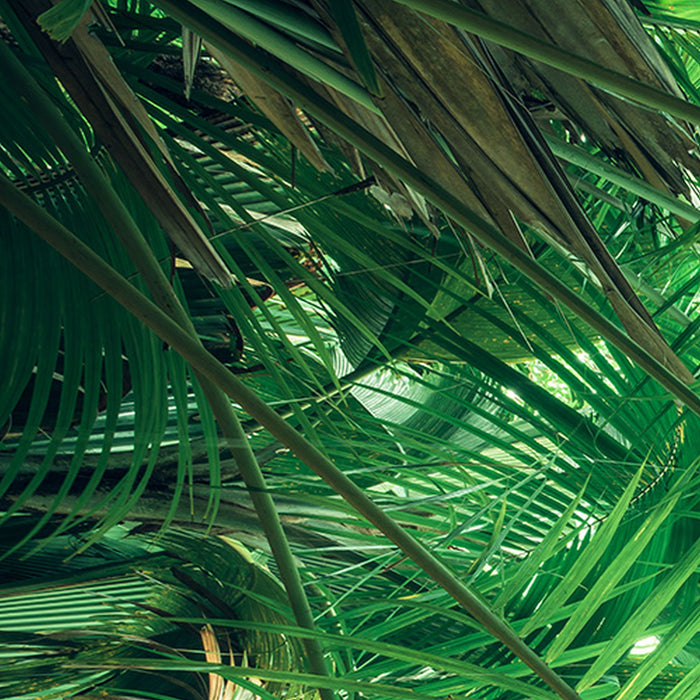 Komar | Vlies Fototapete | Dschungeldach | Größe 450 x 280 cm