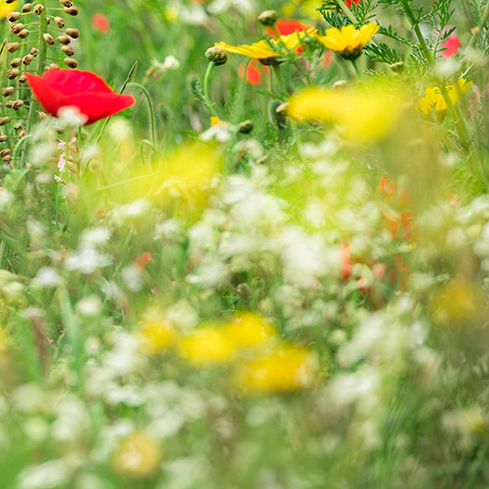 Vlies Fototapete | Wiesenzauber II | Größe 450 x 280 cm