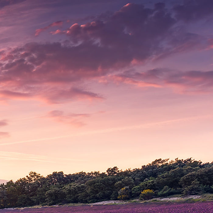 Vlies Fototapete | Lavender Dream | Größe 450 x 280 cm