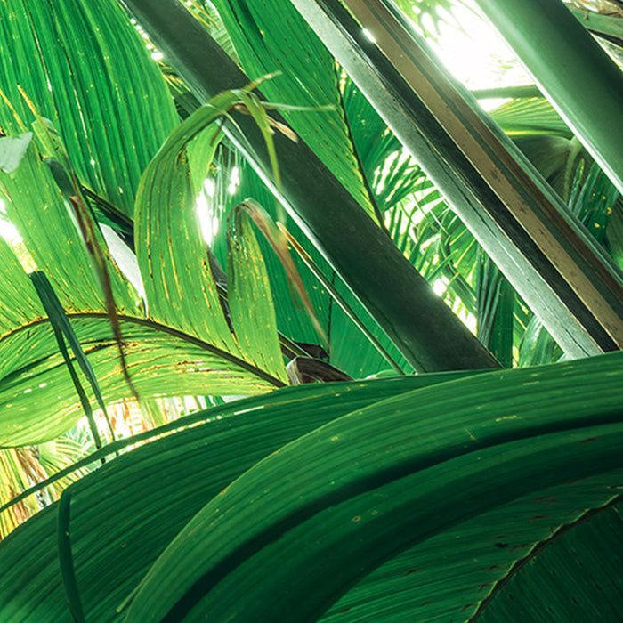 Komar | Vlies Fototapete | Dschungeldach II | Größe 450 x 280 cm