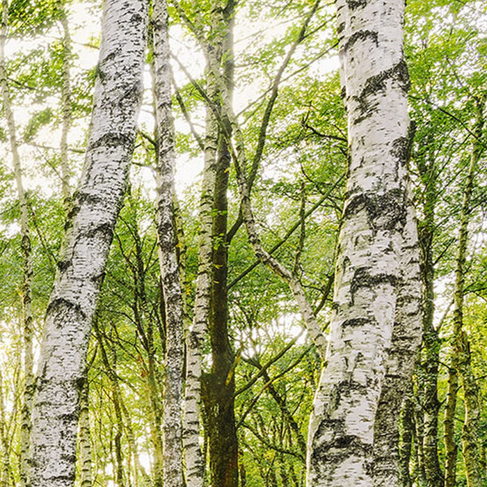 Vlies Fototapete | Birch Trees | Größe 400 x 250 cm