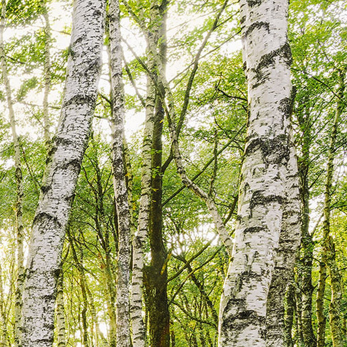 Komar | Vlies Fototapete | Birch Trees | Größe 400 x 250 cm