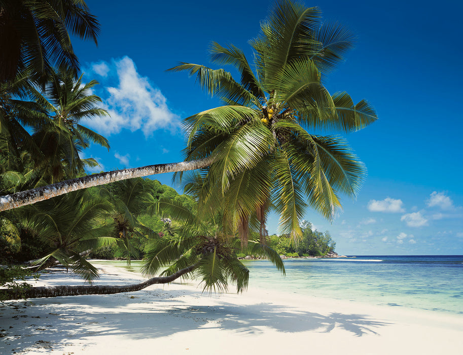 Komar | Fototapete | Coconut Bay | Größe 368 x 254 cm