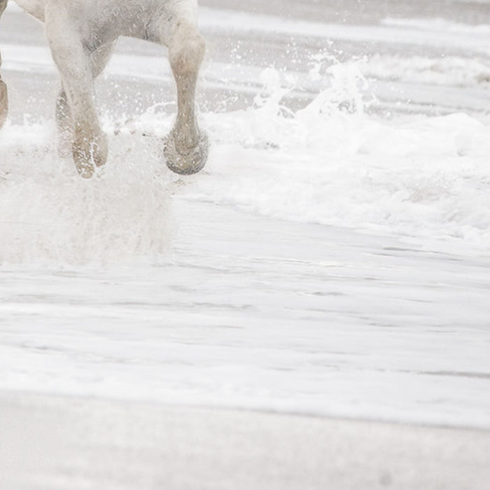 Papier Fototapete | White Horses | Größe 368 x 254 cm