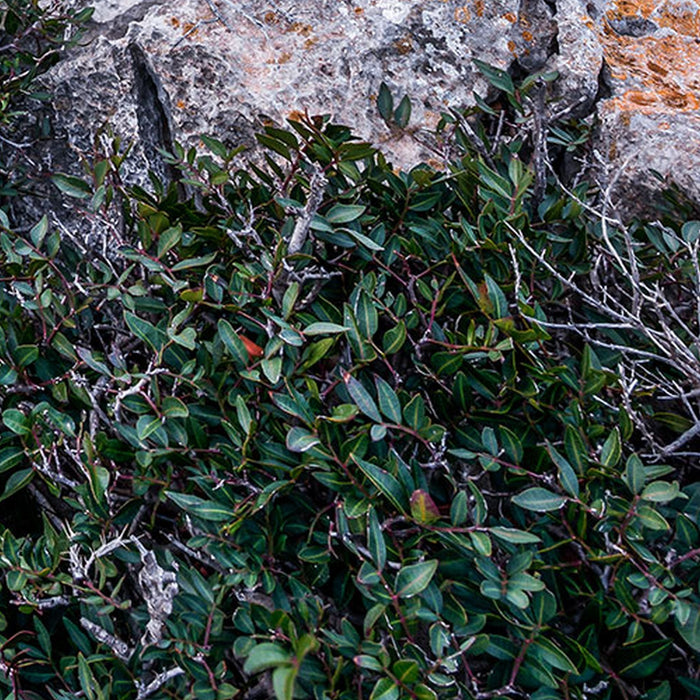 Vlies Fototapete | Bizarre Coast | Größe 200 x 250 cm