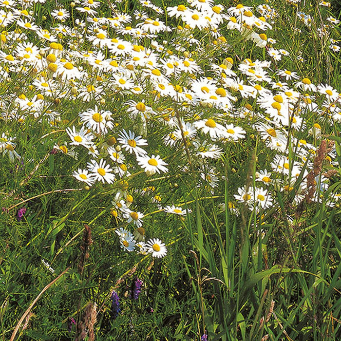 Vlies Fototapete | Meadow | Größe 100 x 280 cm