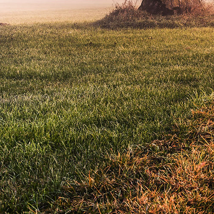 Vlies Fototapete | Misty Morning | Größe 400 x 250 cm
