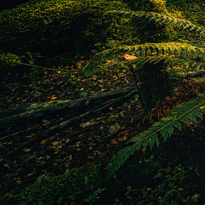 Vlies Fototapete | Fjordland Woods  | Größe 450 x 280 cm