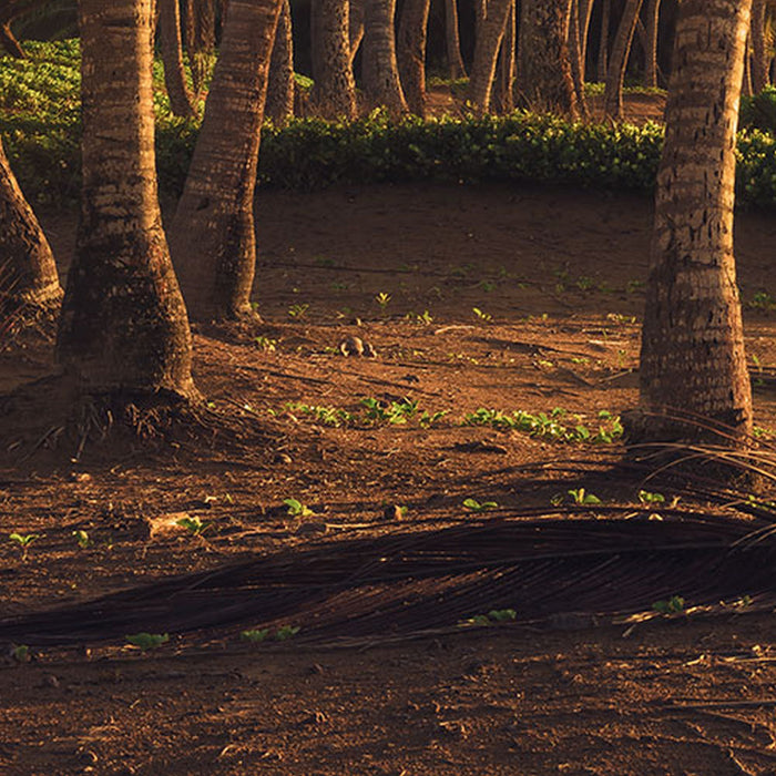 Komar | Vlies Fototapete | Golden Lands | Größe 400 x 250 cm