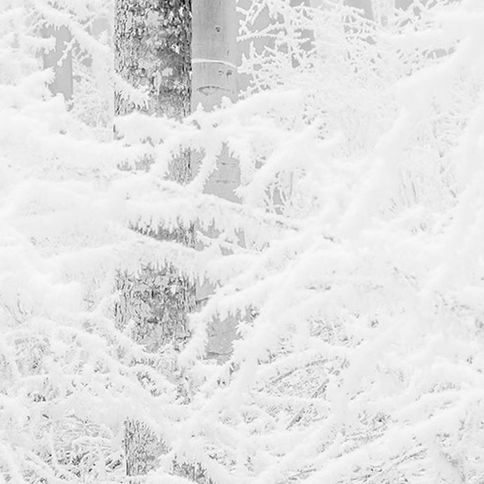 Vlies Fototapete | Winter Wood | Größe 400 x 280 cm