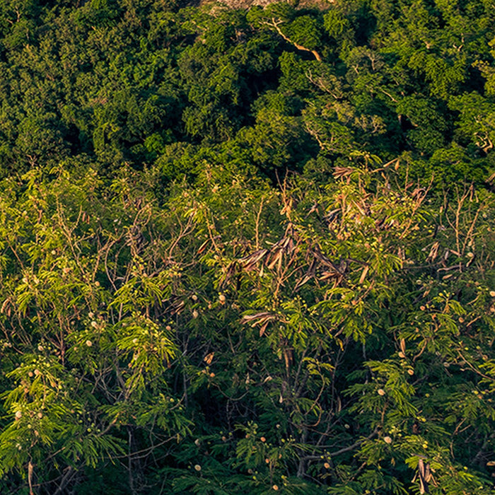 Vlies Fototapete | Monkey Island | Größe 350 x 200 cm