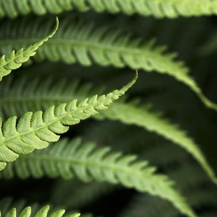 Vlies Fototapete | Farn | Größe 350 x 250 cm