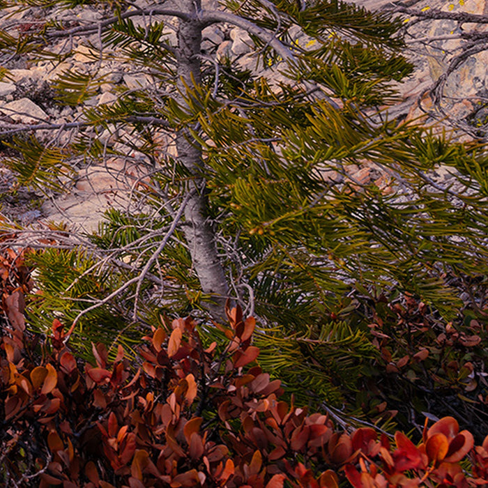 Vlies Fototapete | Between the Light | Größe 450 x 280 cm