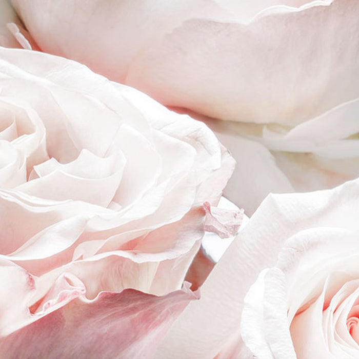 Papier Fototapete | Spring Roses | Größe 368 x 254 cm