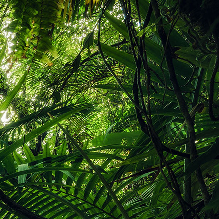 Vlies Fototapete | Into The Jungle | Größe 400 x 250 cm