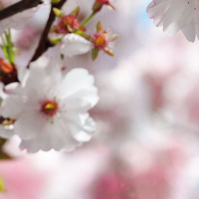 Vlies Fototapete | Spring | Größe 300 x 250 cm