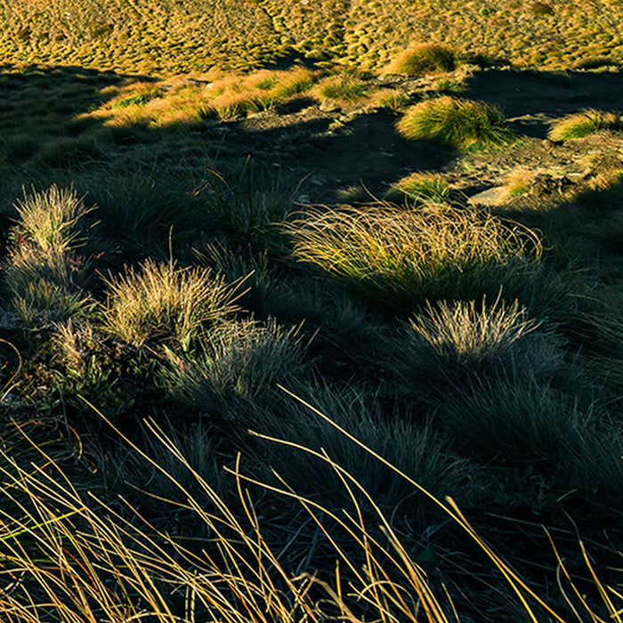 Komar | Vlies Fototapete | Green Ridges  | Größe 450 x 280 cm