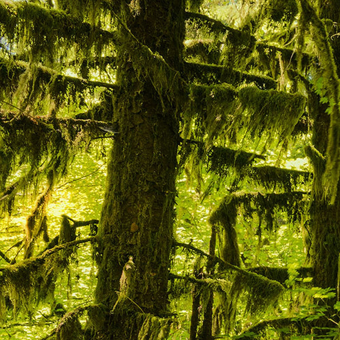 Vlies Fototapete | Ancient World | Größe 400 x 250 cm