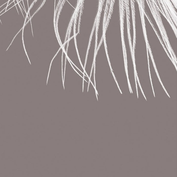 Komar | Vlies Fototapete | Federkern | Größe 100 x 250 cm