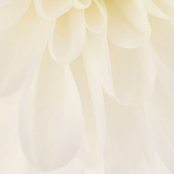 Vlies Fototapete | Beautiful | Größe 100 x 280 cm