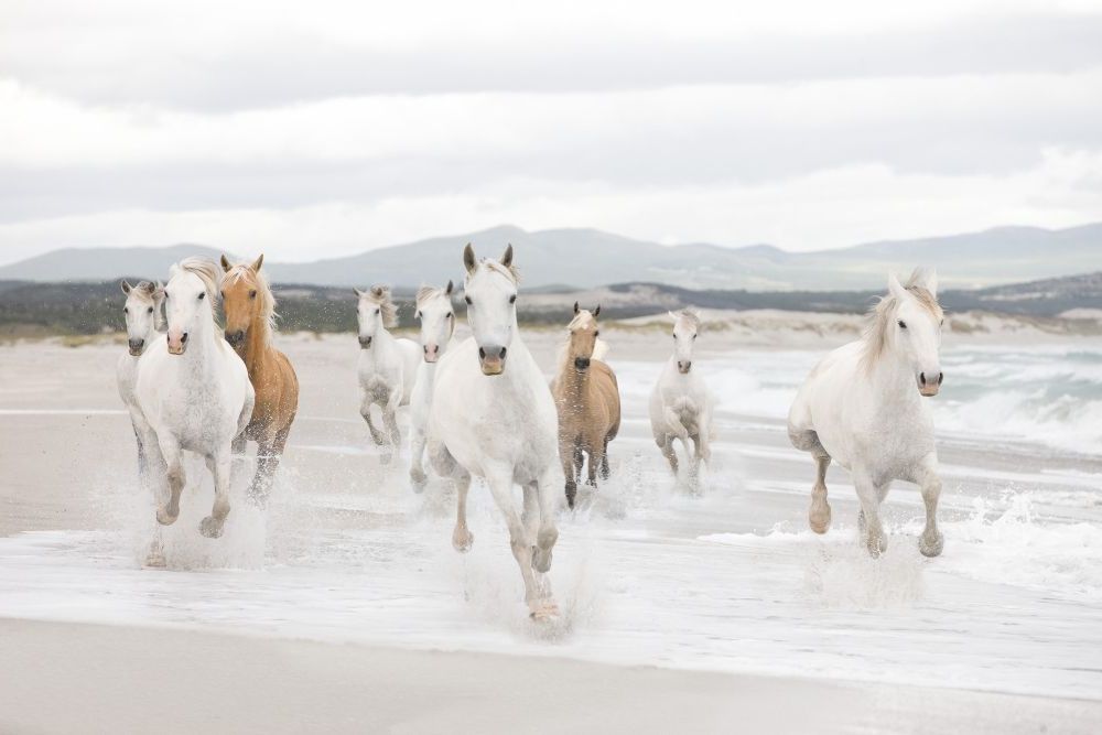 Komar | Papier Fototapete | White Horses | Größe 368 x 254 cm