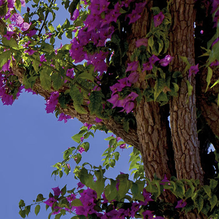 Komar | Fototapete | Amalfi | Größe 368 x 254 cm