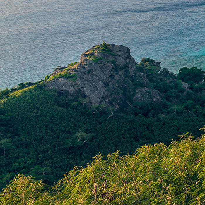 Komar | Vlies Fototapete | Monkey Island | Größe 350 x 200 cm