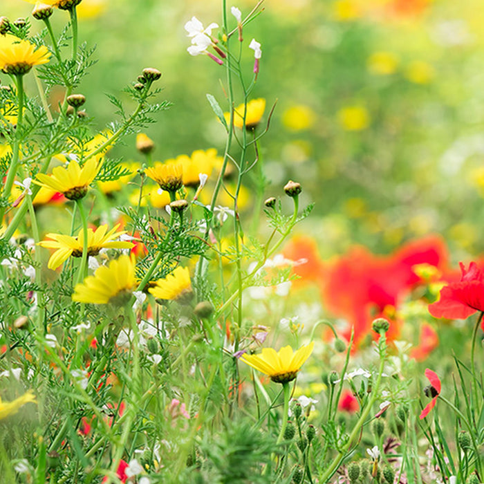 Vlies Fototapete | Wiesenzauber II | Größe 450 x 280 cm