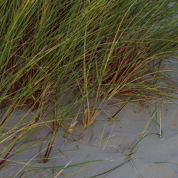 Papier Fototapete | Sandy Path | Größe 368 x 254 cm