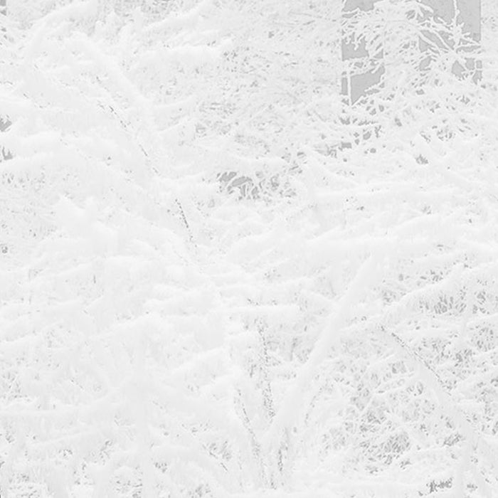Vlies Fototapete | Winter Wood | Größe 400 x 280 cm