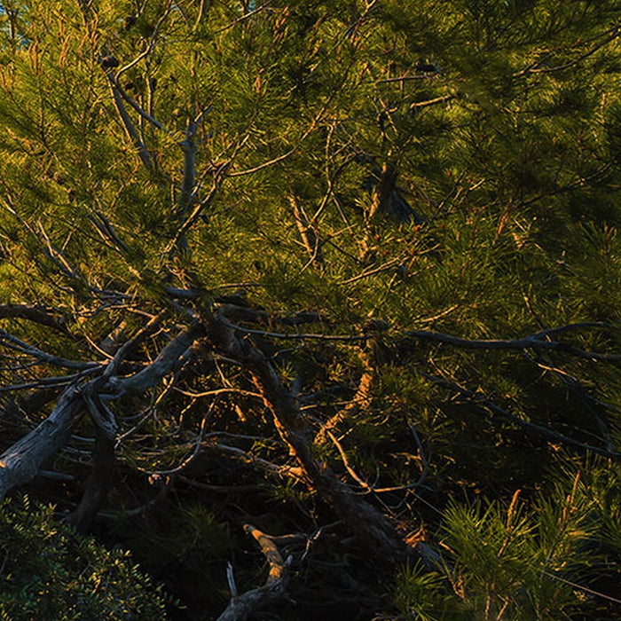 Vlies Fototapete | Southern Light | Größe 400 x 250 cm