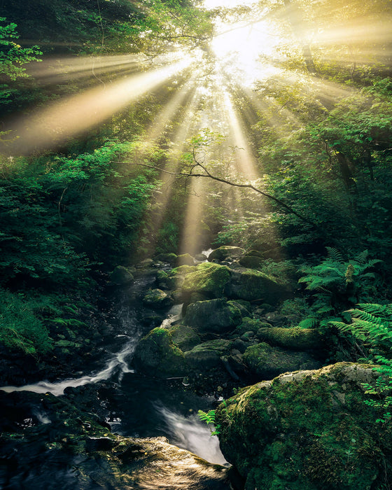 Vlies Fototapete | Divine | Größe 200 x 250 cm