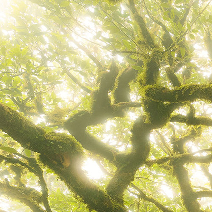 Vlies Fototapete | Green Fire | Größe 400 x 250 cm