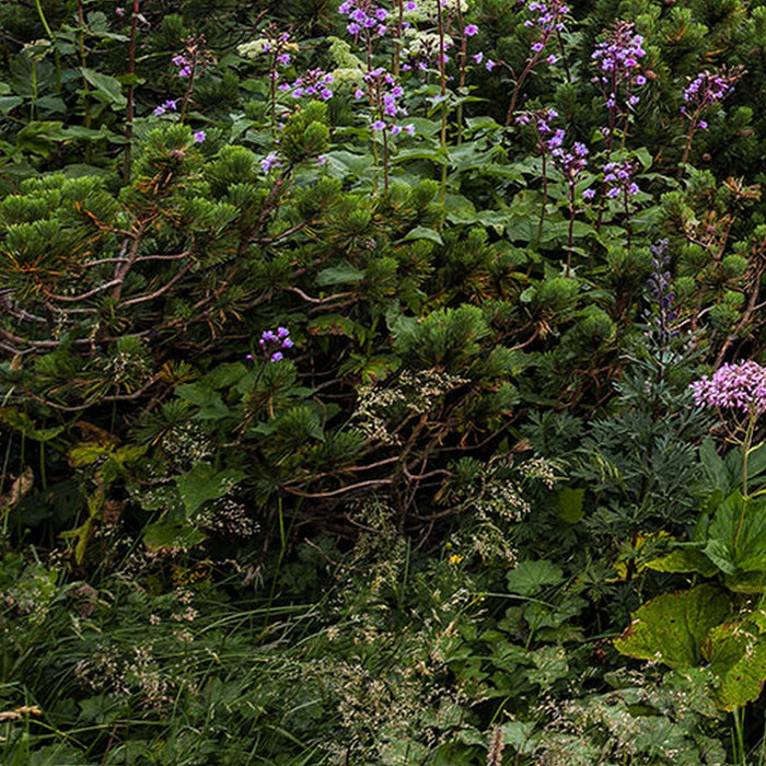 Vlies Fototapete | Alps | Größe 400 x 250 cm