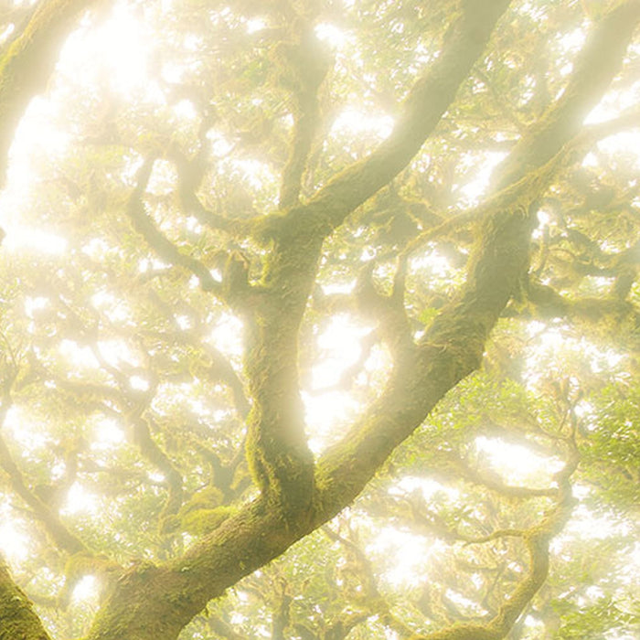 Vlies Fototapete | Green Fire | Größe 400 x 250 cm