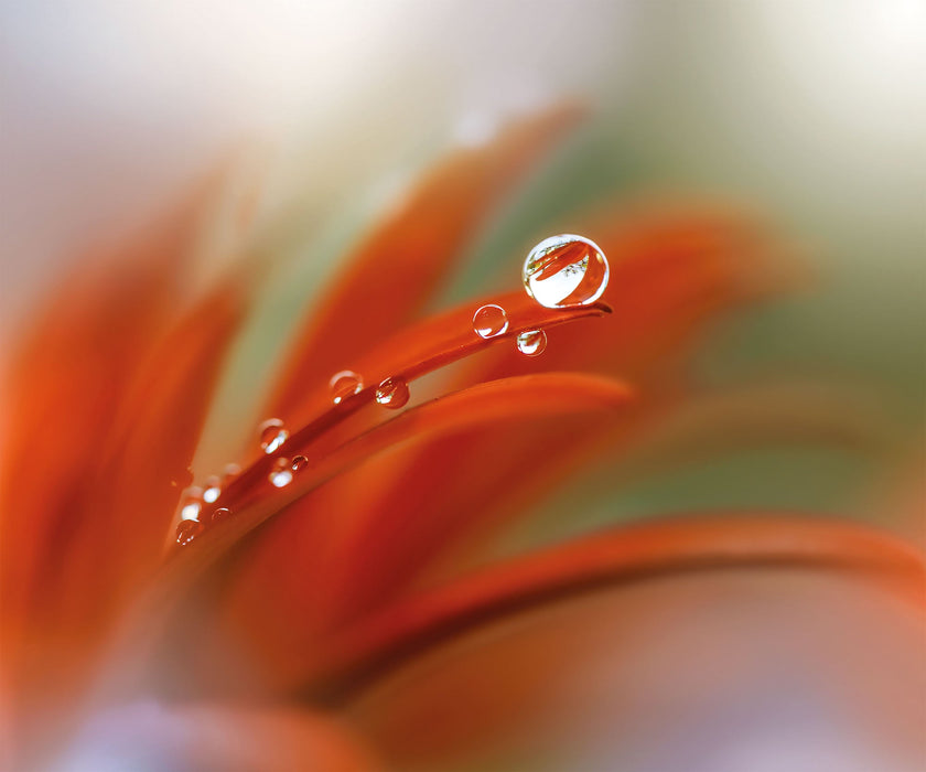 Vlies Fototapete | Tautropfen | Größe 300 x 250 cm