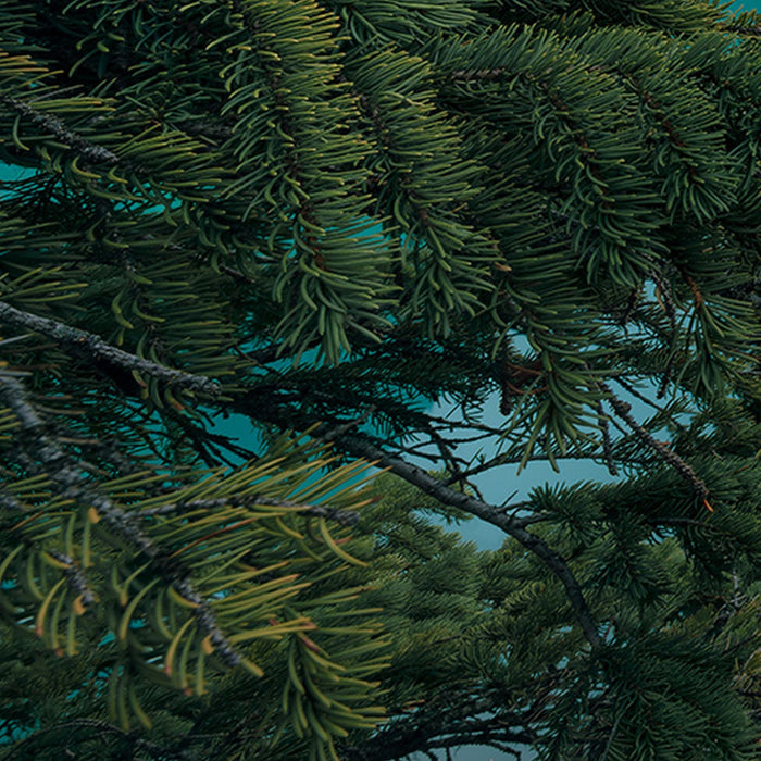 Vlies Fototapete | Magic Moraine Morning | Größe 450 x 280 cm