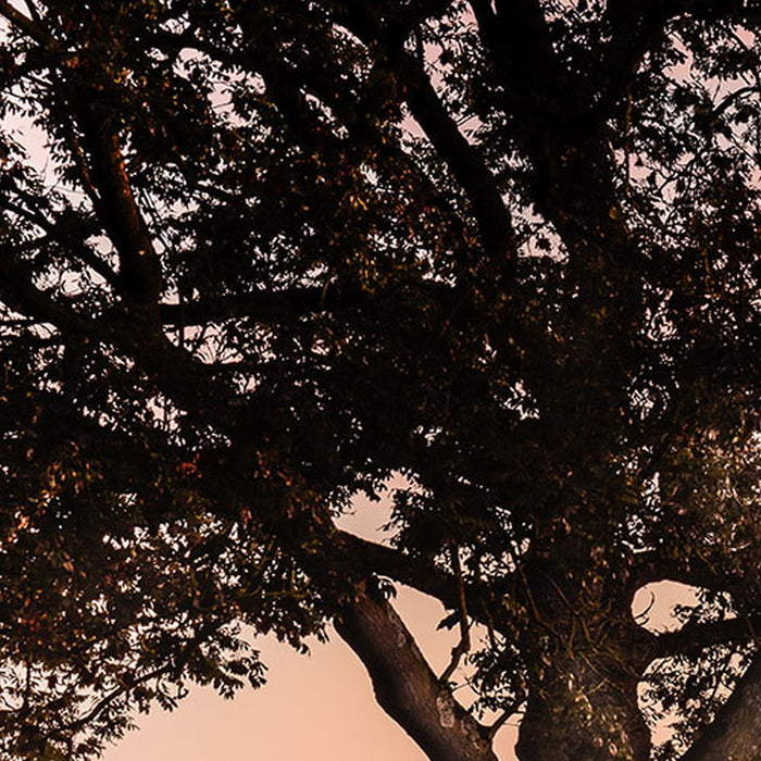 Vlies Fototapete | Misty Morning | Größe 400 x 250 cm