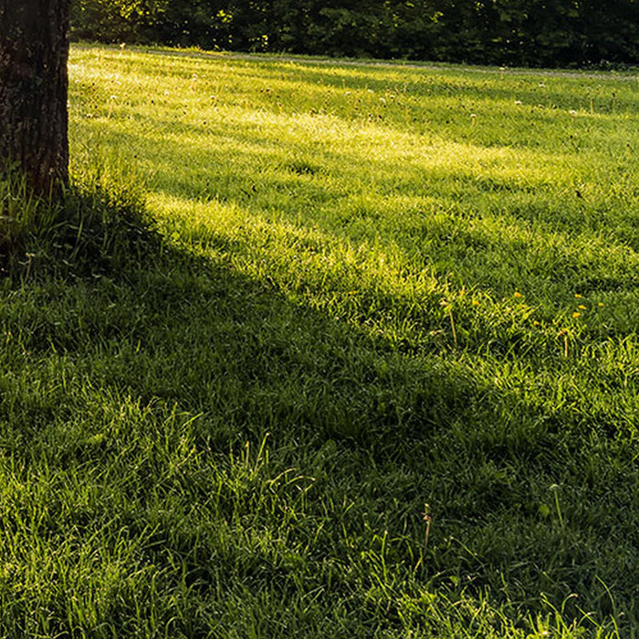 Vlies Fototapete | Golden Moment | Größe 400 x 250 cm