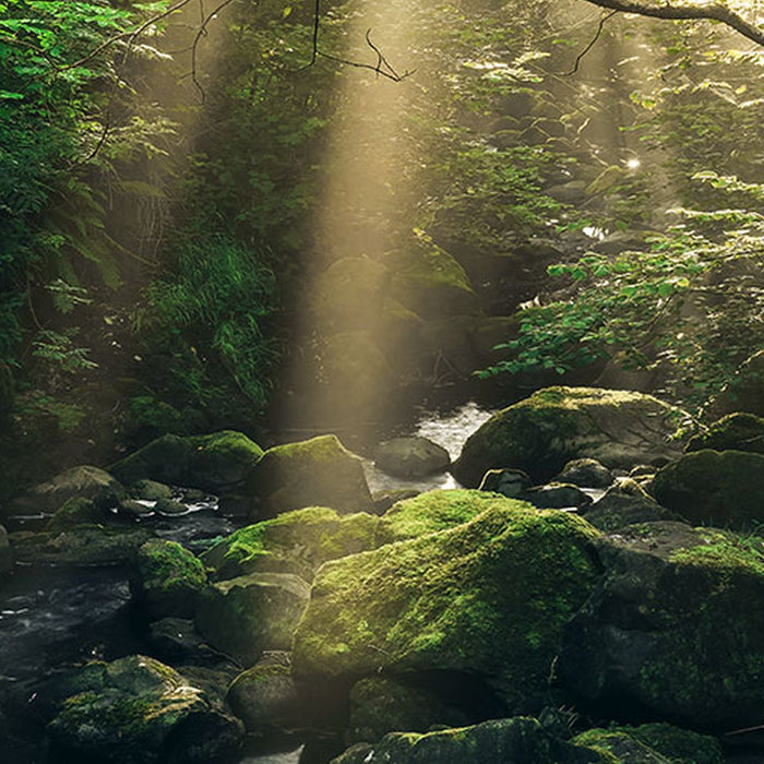 Vlies Fototapete | Divine | Größe 200 x 250 cm